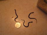 3 of the 4 baby red-bellied snakes that were born on July 14th.