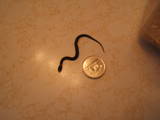 A baby Red-bellied snake.