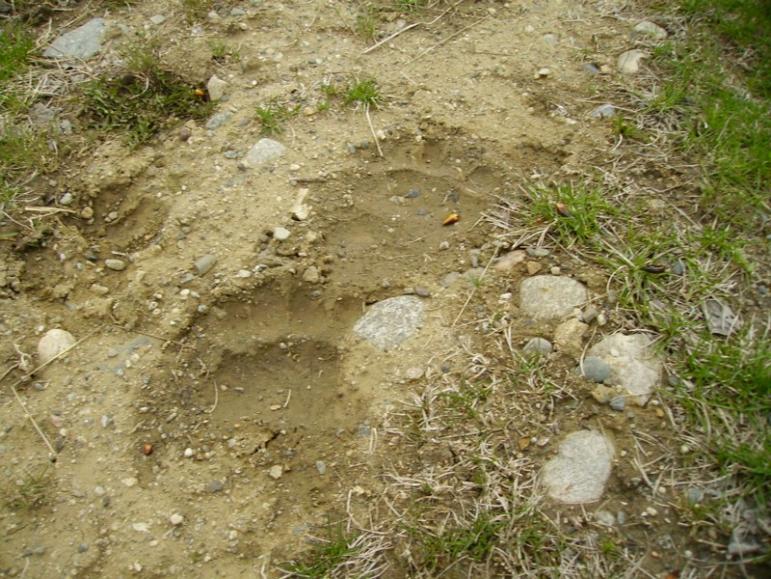 A bear's footprints in the mud on the trail.