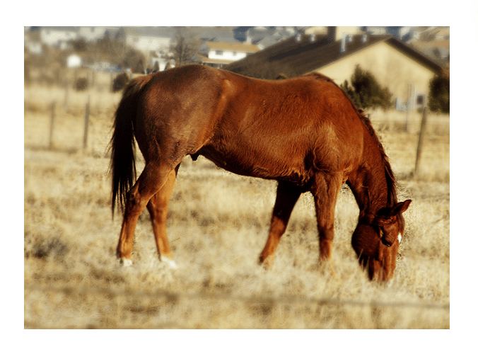 A horse.


Exciting, ne?

I like the softness of this one, meh.