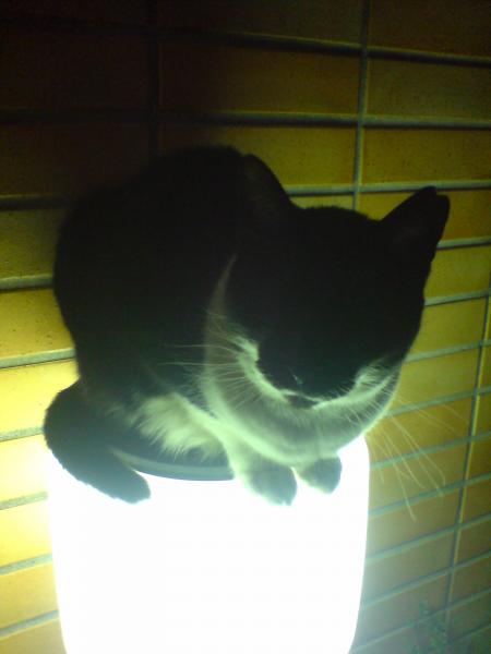 A warm cat