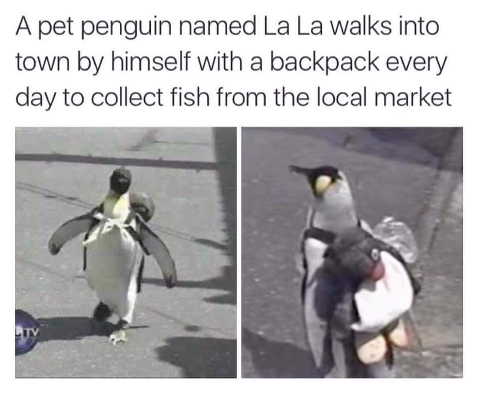 A Year of Funny Pictures for September 5th, 2016.
