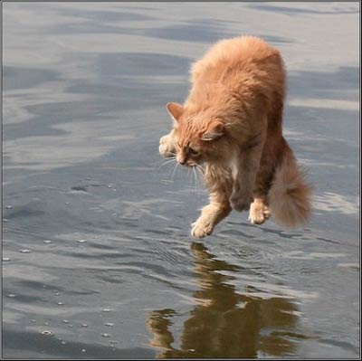 afraid of the water