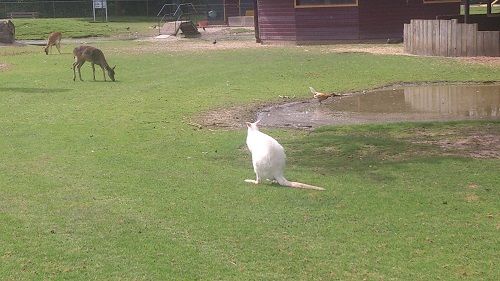 Albino Walibi living close to my house