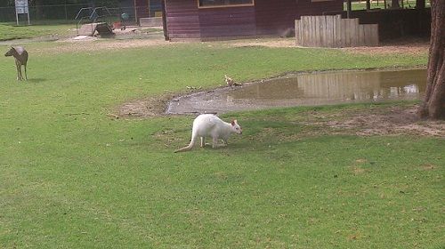 Albino Walibi living close to my house