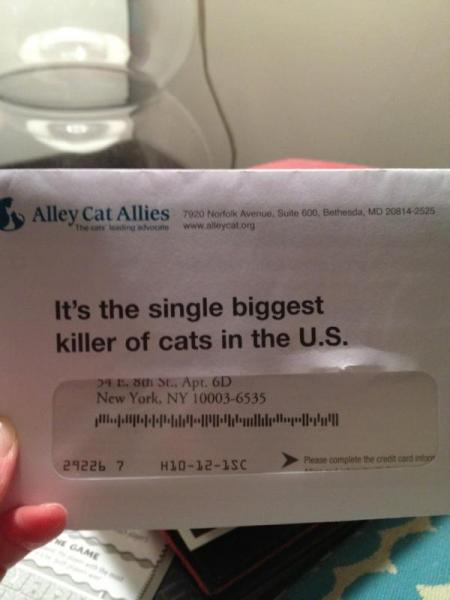 Ally cat allies