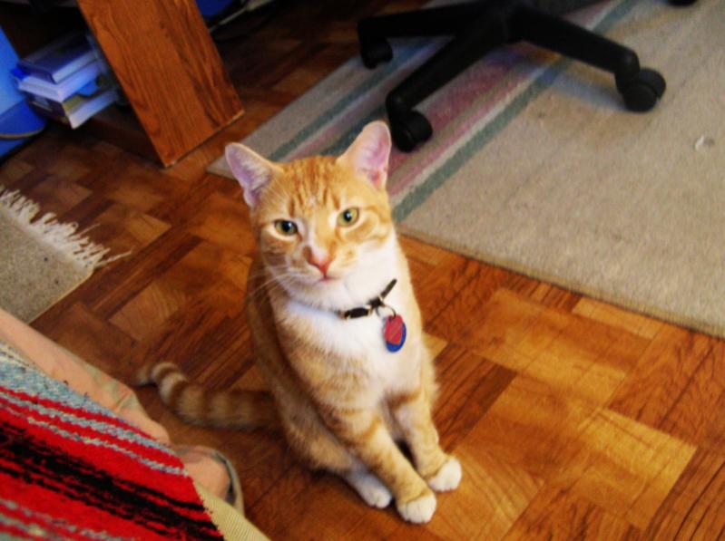 Another picture of my cat, Niun.