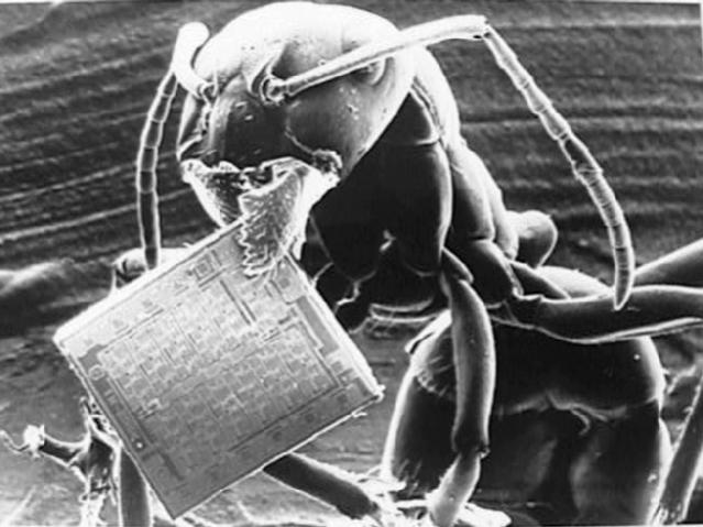 ant and microchip (Electron microscope image)