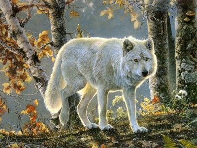 Arctic wolf.