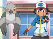 Ash & Pidove