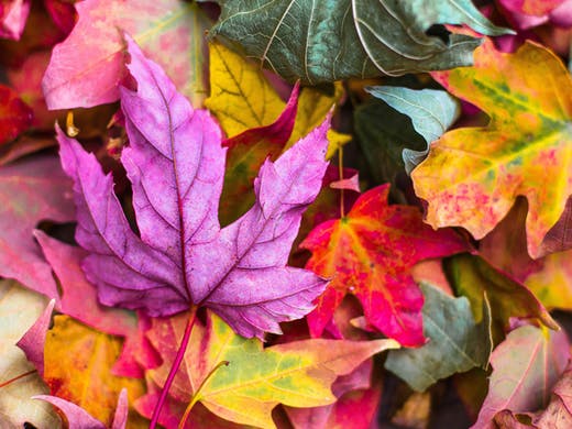 Autumn leaves auckland
