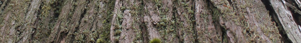 Bark Banner