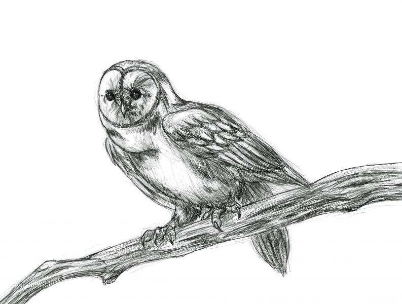 Barn Owl
Just a quick pen sketch back in 2010.
