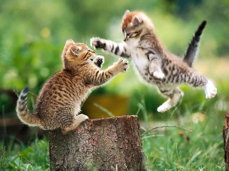 battle of kittens