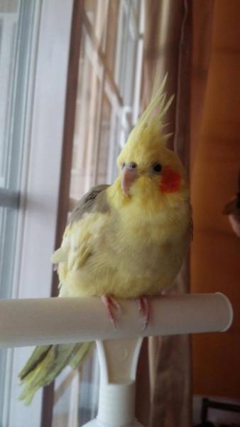Bebe by the windowsill.