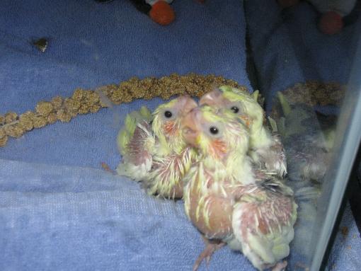 Being stepped on

June 10th, 2009

That Spike in the back, the one getting beat up by his sisters... he's a bit smaller than the other two...