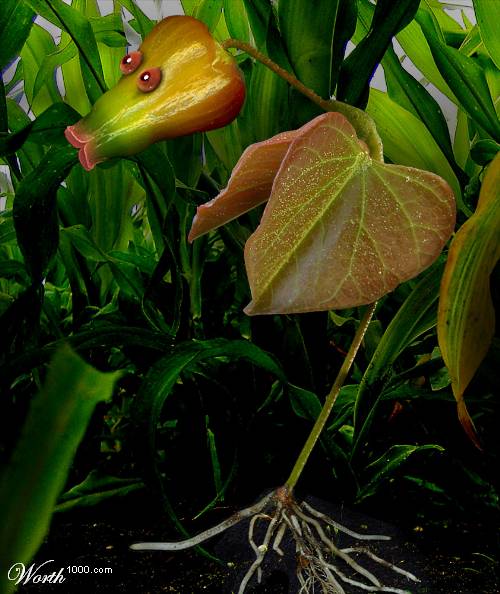 Bellsprout