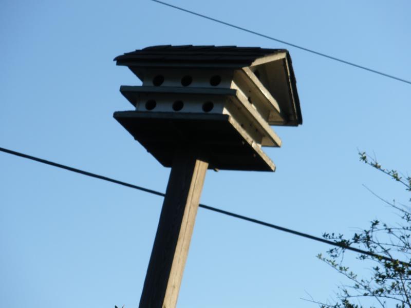 Birdy birdy