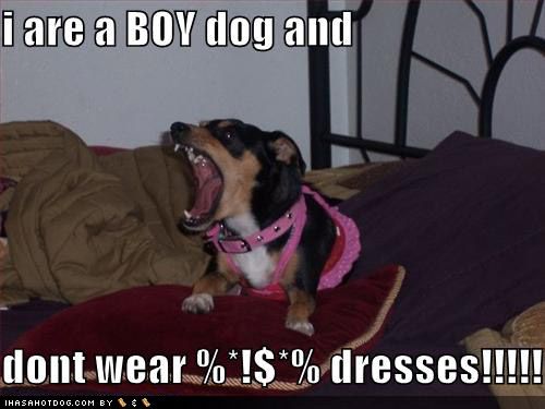 BOYDOG!