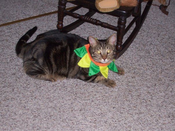 Bubba on Halloween. He was my flower. :3