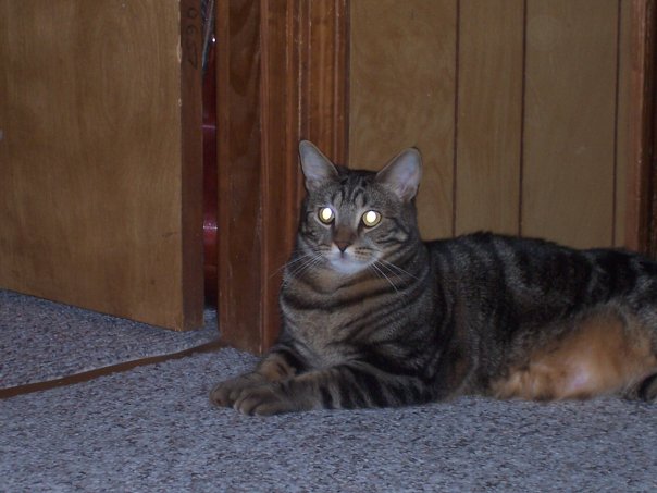 Bubba recently. Now he's chubby and adorable. X3