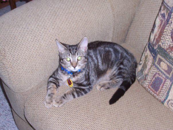 Bubba, when he was a little kitten. :3