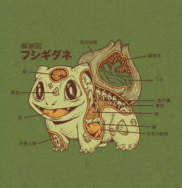 bulbasaur anatomy