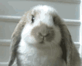 BUNNEH