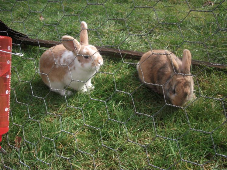 BUNNIES, aka Kotetsu and Barnaby (Kotetsu is on the right).

They were named before we found out they were girls. I have no idea whether this has conf