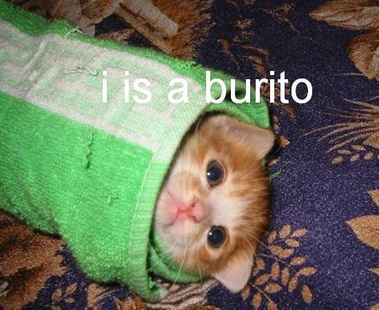 BurritoCat