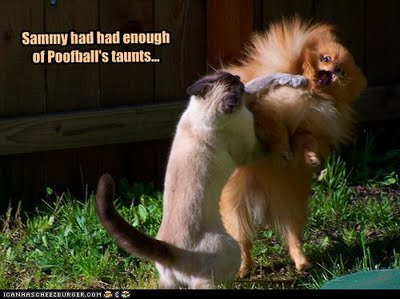 Cat And Dog Fight