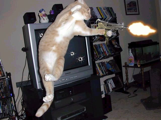 cat fighting