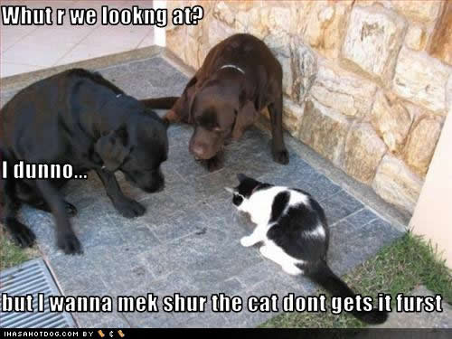 cat furst