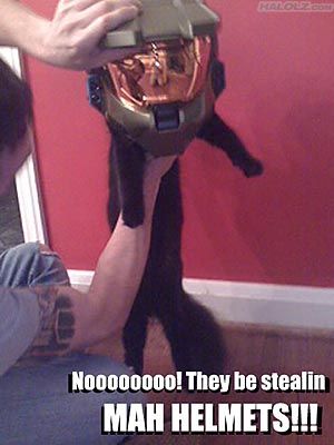 cat halo helmet