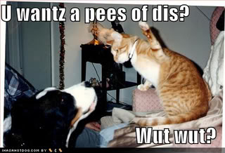 cat slaps dog