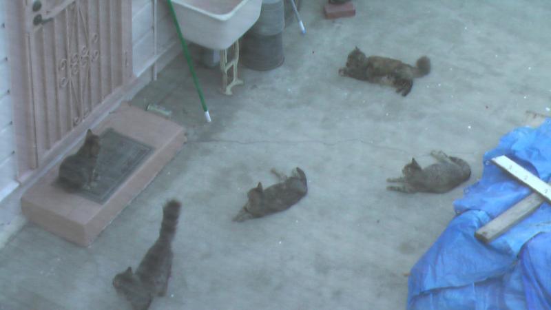 Cats are waiting to ambush my neighbor...lol