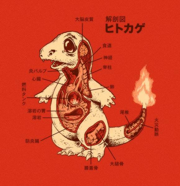 charmander anatomy