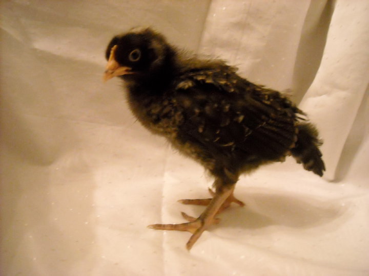 Chick portrait.