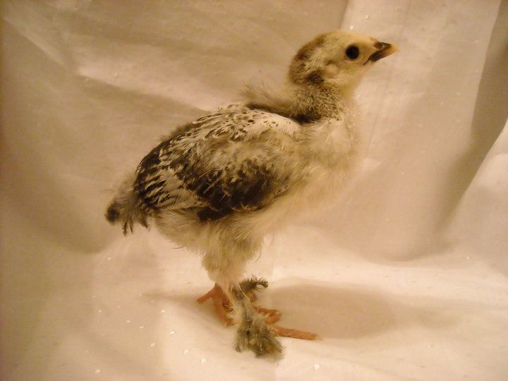 Chick portrait.