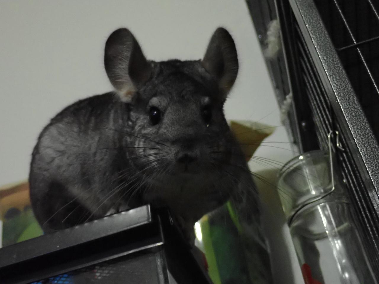 Chinderella