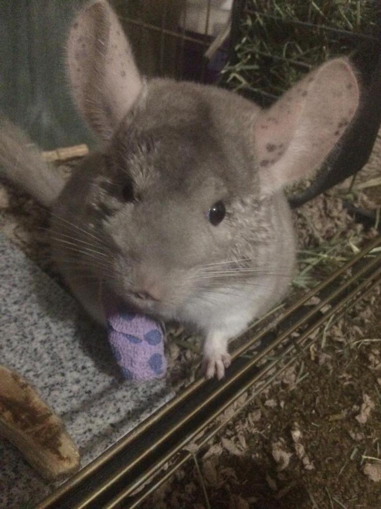 Chinelope