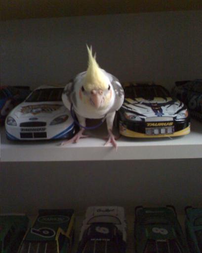 Cody and my diecasts

August 29, 2008

Cody decided to pounce me... from the second to the top shelf of my diecast display...a good three feet up. He'