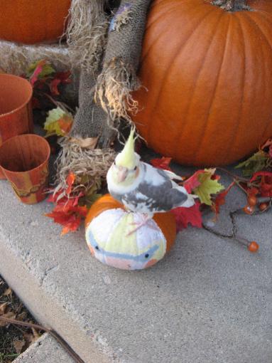 Cody and Pumpkins

October 30th, 2008

He's sitting on his little pumpkin that i painted to look like him...
