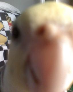 Cody attacks!

September 29, 2008

I guess Cody isn't as photogenic as I thought he was... even the best of Cockatiels can get a bit mad...