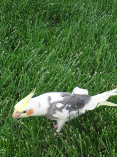 Cody eating a bug

May 30, 2009

This is the last batch of pictures of Cody...

Here he is, eating something off the grass...