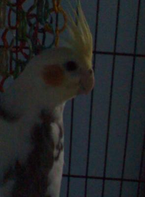 Cody in his cage

June 10, 2008

This is what happens when you are a bad bird and you bite...granted he's only one month old in this picture...

we ha