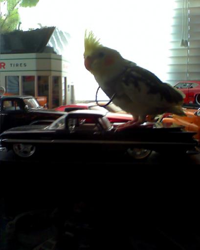 Cody in the dawn

August 29, 2008

Cody knows how to ride in style, as seen here sitting upon my thirty dollar El Camino model. Cody asserted himself 