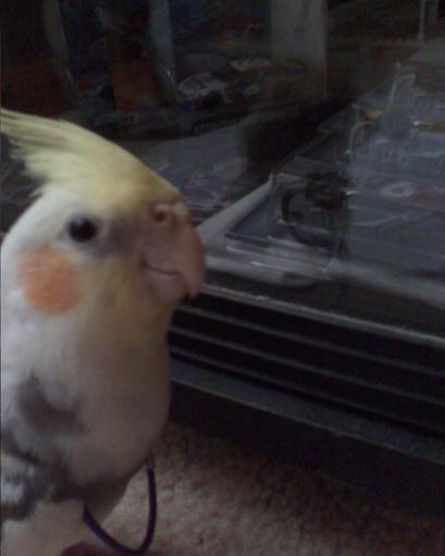 Cody likes mark martin too!

August 29, 2008

Cody was pecking at the glass trying to get at my Mark Martin models and diecasts and whatnot.

He's wea