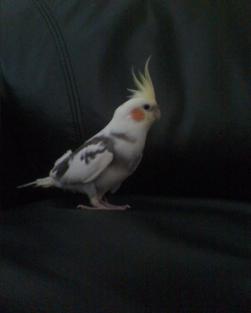 Cody

March 25, 2009

So here he is, nine or so months old.

He is really becoming a good boy!

I love this little bird dearly, and hope to have him f