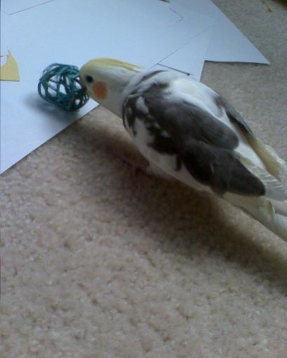 Cody playing with his ball

August 29, 2008

Cody likes to chew on his little wicker ball! The only problem is that he does it while i'm drawing... He